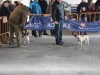 tineo_2012_139