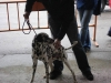 tineo_2012_18