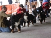 tineo_2012_29