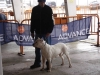 tineo_2012_87