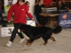 tineo_2012_97