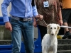 caninaasturianatrubia2014-139