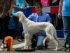 caninaasturianatrubia2014-141