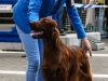 caninaasturianatrubia2014-157