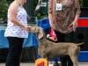 caninaasturianatrubia2014-158
