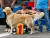 caninaasturianatrubia2014-159