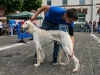 caninaasturianatrubia2014-160