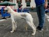 caninaasturianatrubia2014-161
