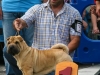 caninaasturianatrubia2014-175