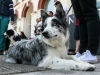 caninaasturianatrubia2014-20