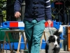 caninaasturianatrubia2014-24