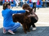 caninaasturianatrubia2014-40