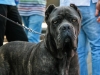 caninaasturianatrubia2014-46
