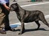caninaasturianatrubia2014-63
