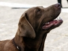 caninaasturianatrubia2014-67
