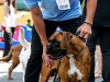 caninaasturianatrubia2014-72