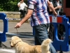 caninaasturianatrubia2014-78