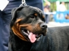 caninaasturianatrubia2014-86