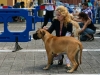 caninaasturianatrubia2014-89