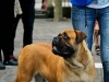 caninaasturianatrubia2014-93