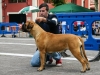 caninaasturianatrubia2014-95
