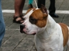 caninaasturianatrubia2014-97